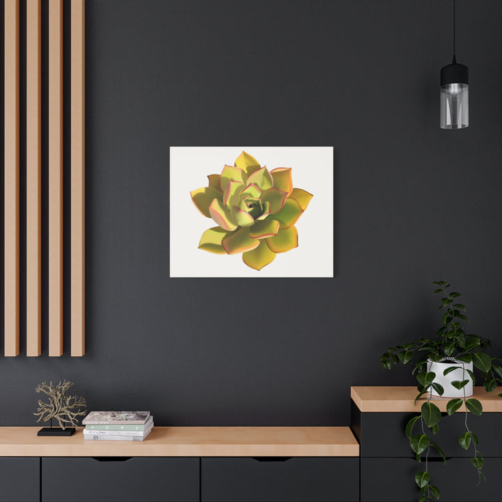 Noble Aeonium Succulent Canvas Wall Art Print for Modern Home Decor by The Potted Pixel