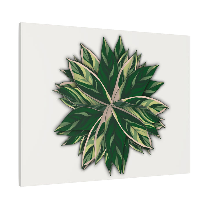 Stromanthe Triostar Canvas Wall Art Premium Matte Finish On Durable 1.25 Inch Frame For Vibrant Indoor Tropical Decor