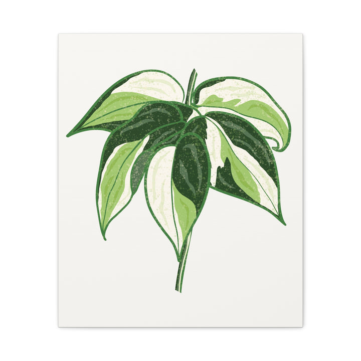 Philodendron Canvas Print Cream Splash Variegated Plant Art On Matte Cotton Canvas For Home Wall Decor