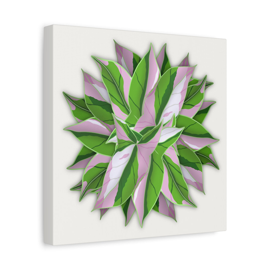 Syngonium Tricolor Canvas Print – Botanical Wall Art - The Potted Pixel