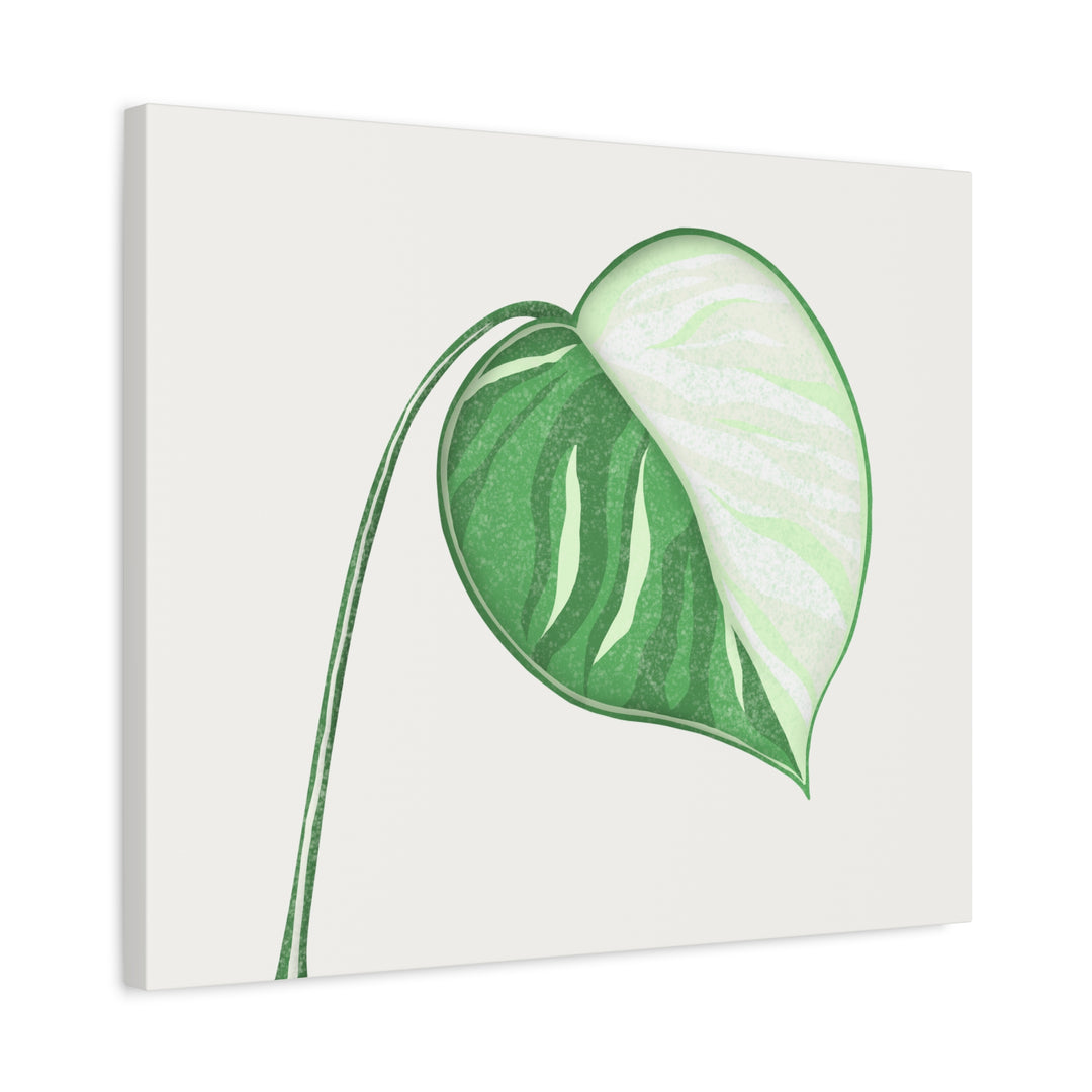 Monstera Albo Canvas Large Stretched Premium Quality Cotton Canvas Wall Art Tropical Leaf Poster Decor
