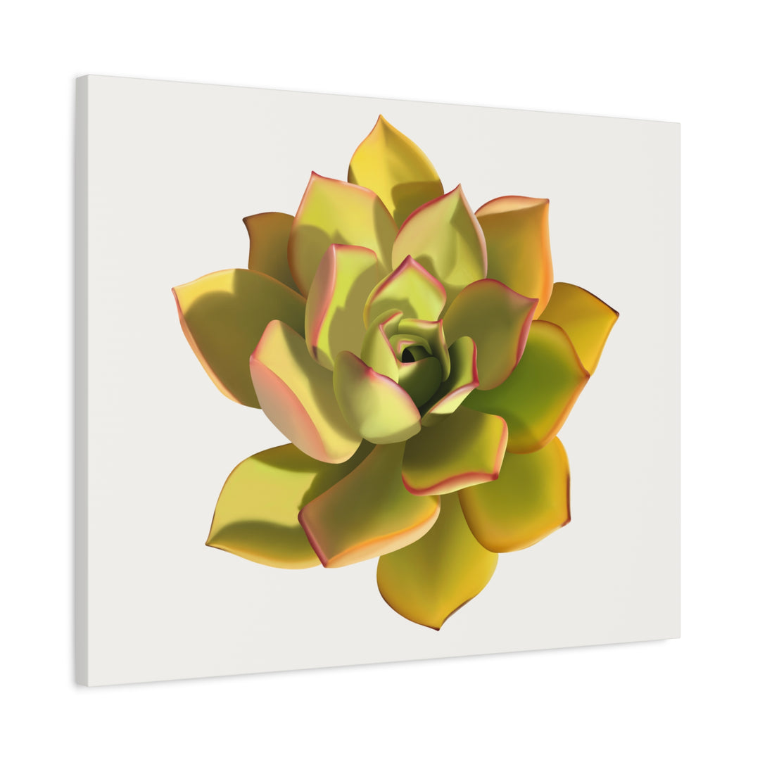 Noble Aeonium Succulent Canvas Wall Art Print for Modern Home Decor by The Potted Pixel