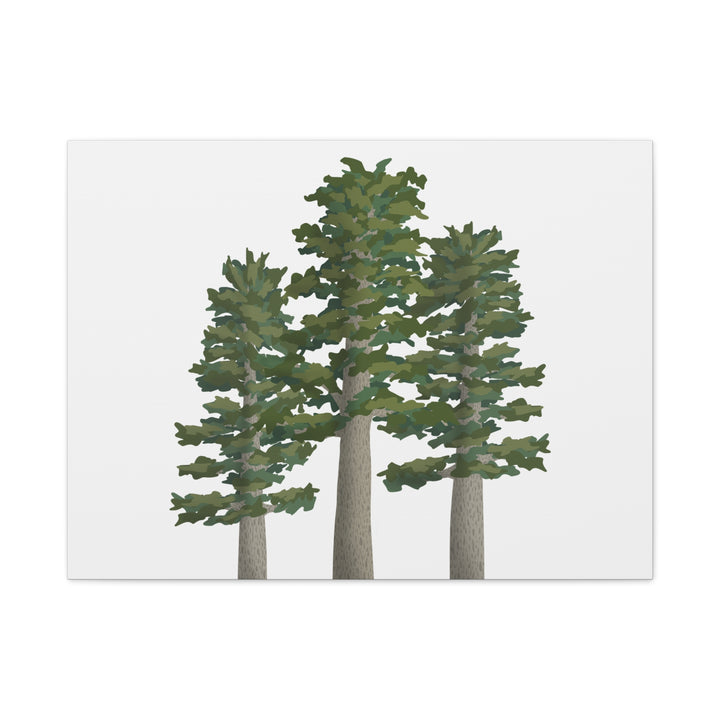 Sitka Spruce Canvas Print – Wall Art