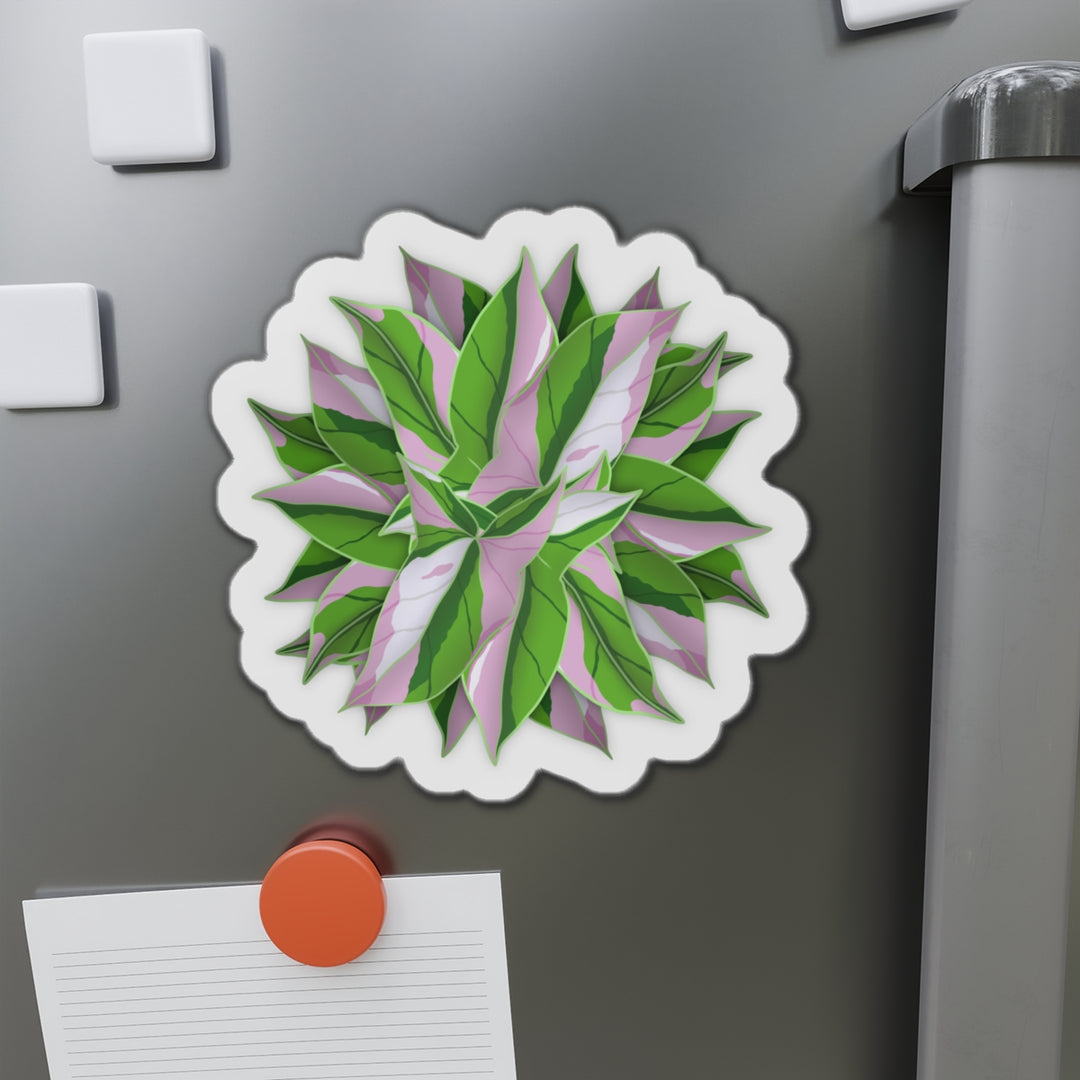 Syngonium Tricolor Magnet