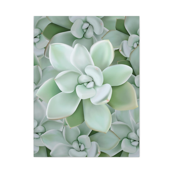 Pachyveria Haagei Succulent Pattern Canvas Art for Modern Home Decor 16x20 Matte Print