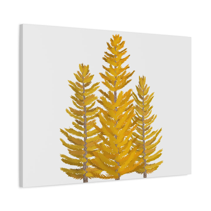 Western Larch Canvas Print – Wall Art