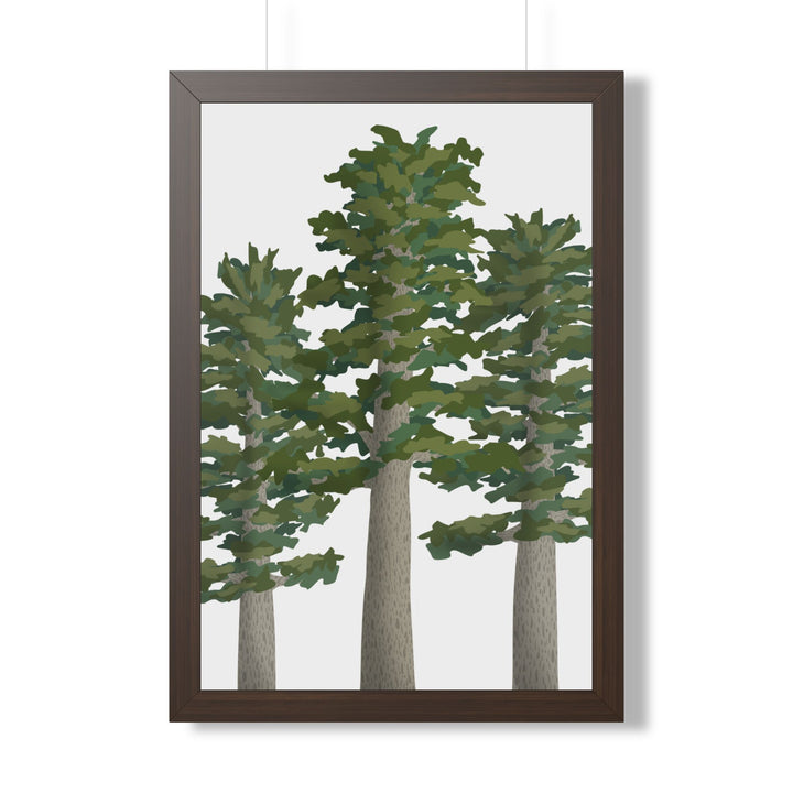 Sitka Spruce Framed Print – Wall Art