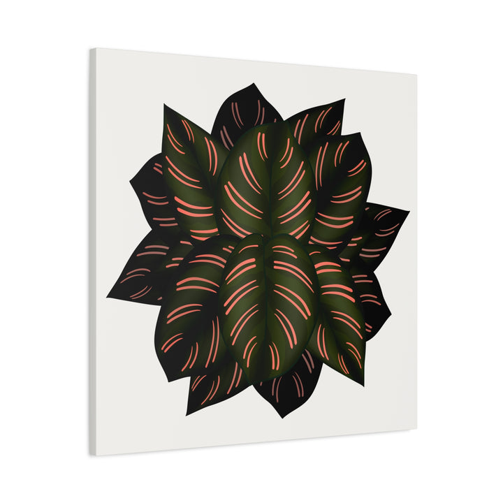 Calathea Pinstripe Canvas Botanical Wall Art Print On Stretched Cotton Canvas For Living Room Decor