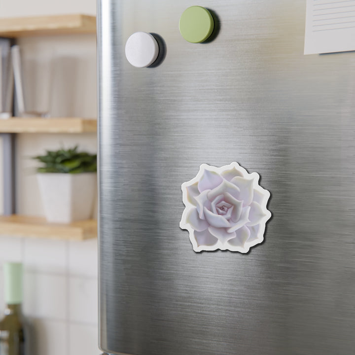 Echeveria Lilacina Succulent Magnet