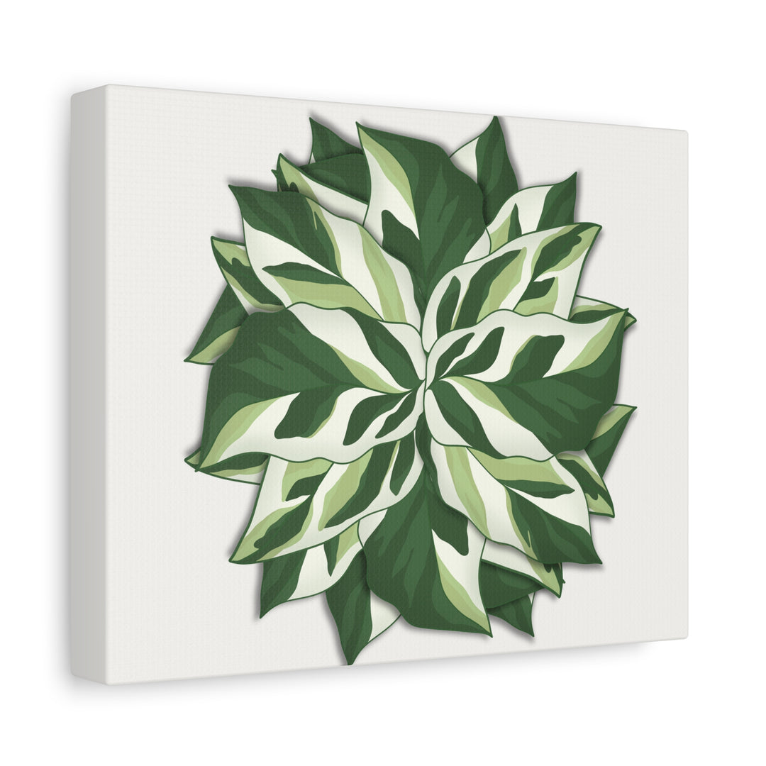 Calathea White Fusion Canvas Botanical Art Print On Stretched Cotton Canvas For Indoor Wall Decor