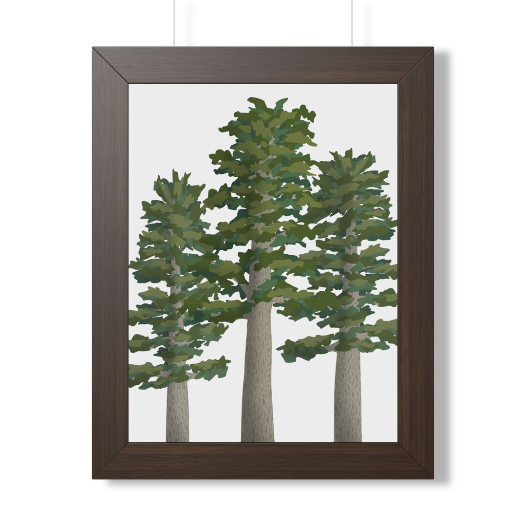 Sitka Spruce Framed Print – Wall Art