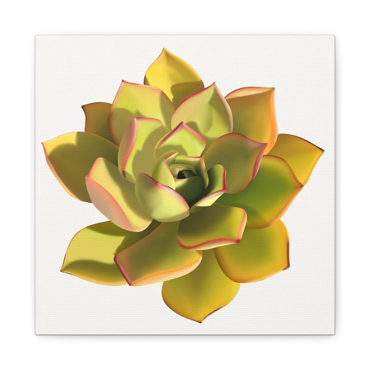 Noble Aeonium Succulent Canvas Wall Art Print for Modern Home Decor by The Potted Pixel