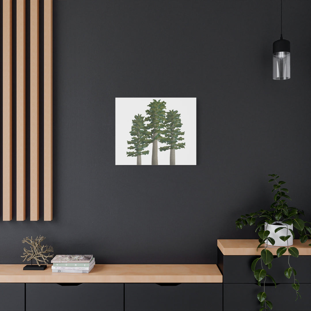 Sitka Spruce Canvas Print – Wall Art