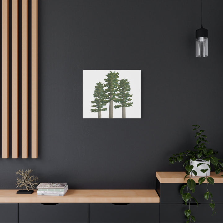Sitka Spruce Canvas Print – Wall Art