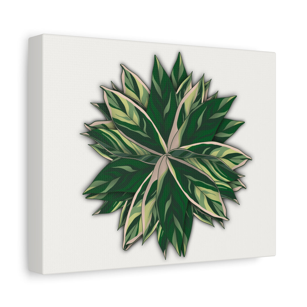 Stromanthe Triostar Canvas Wall Art Premium Matte Finish On Durable 1.25 Inch Frame For Vibrant Indoor Tropical Decor