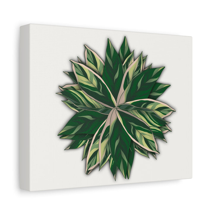 Stromanthe Triostar Canvas Wall Art Premium Matte Finish On Durable 1.25 Inch Frame For Vibrant Indoor Tropical Decor