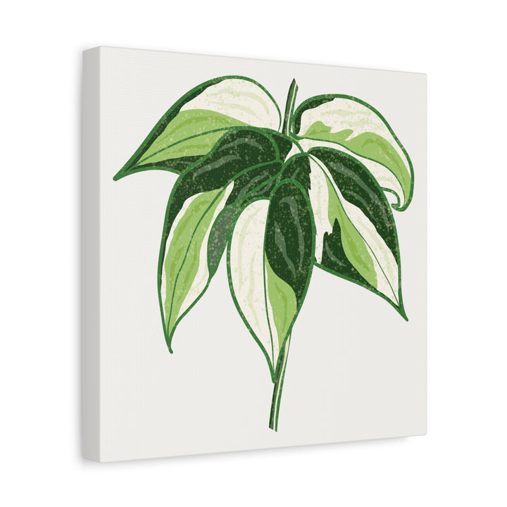 Philodendron Canvas Print Cream Splash Variegated Plant Art On Matte Cotton Canvas For Home Wall Decor