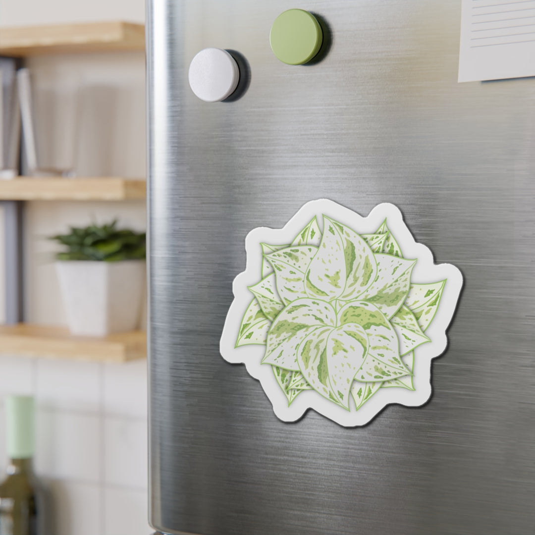 Snow Queen Pothos Magnet