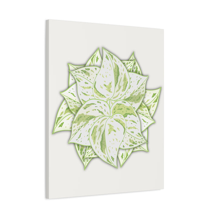 Snow Queen Pothos Canvas Wall Art Variegated Indoor Plant Leaf Poster Print Cotton Canvas