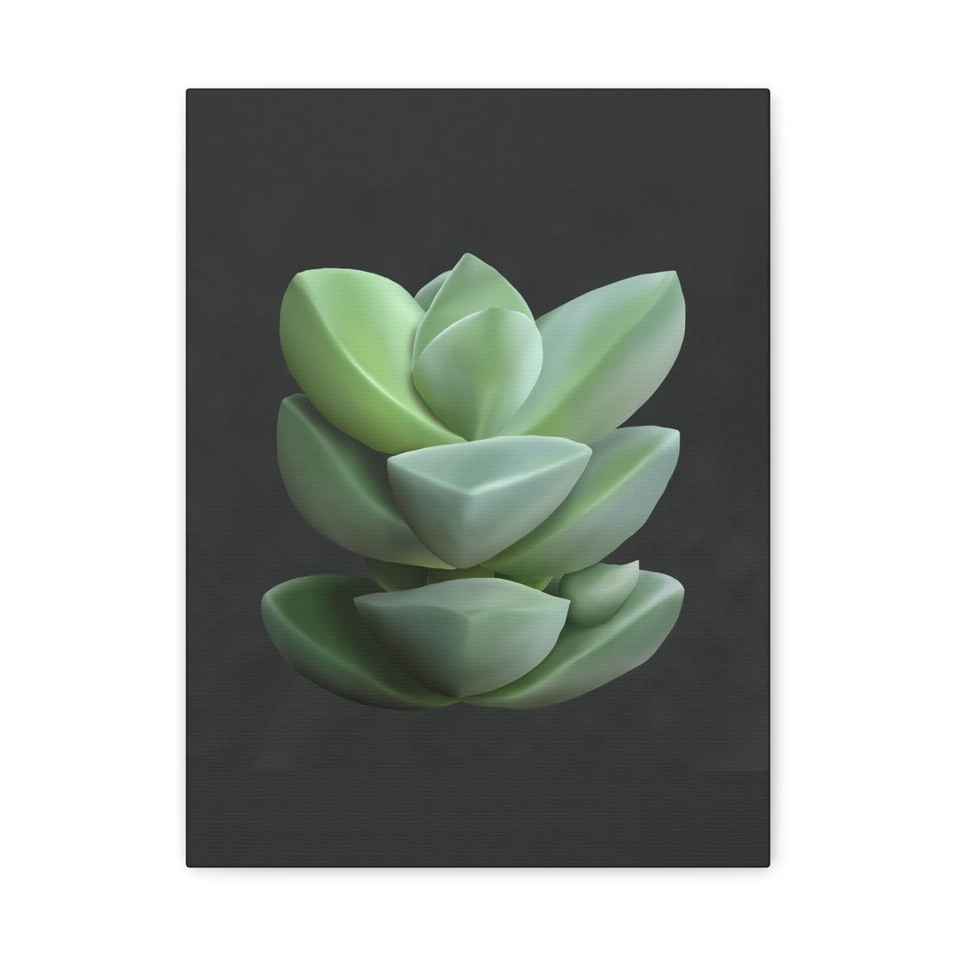 Crassula Canvas Print – Botanical Wall Art