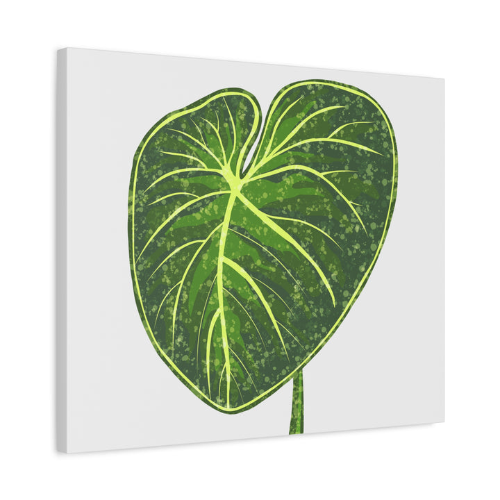 Philodendron Gloriosum Canvas Print Stretched Wall Art Botanical Leaf Print Matte Finish Gallery Wrapped Canvas