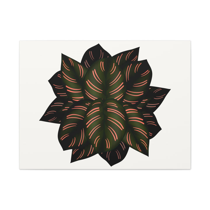 Calathea Pinstripe Canvas Botanical Wall Art Print On Stretched Cotton Canvas For Living Room Decor