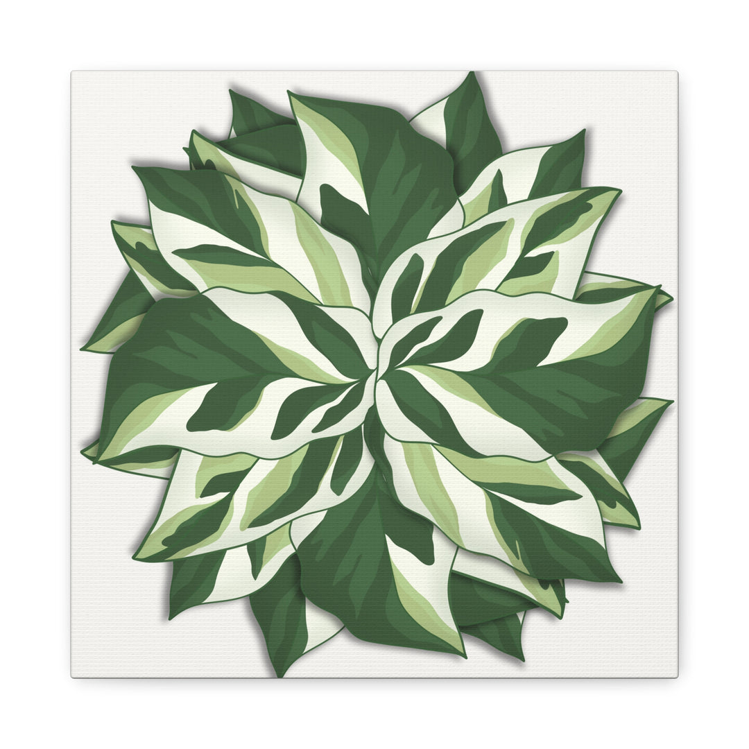Calathea White Fusion Canvas Botanical Art Print On Stretched Cotton Canvas For Indoor Wall Decor