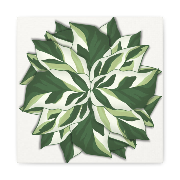 Calathea White Fusion Canvas Botanical Art Print On Stretched Cotton Canvas For Indoor Wall Decor