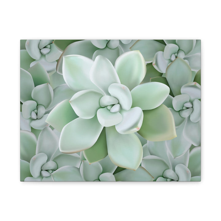 Pachyveria Haagei Succulent Pattern Canvas Art for Modern Home Decor 16x20 Matte Print