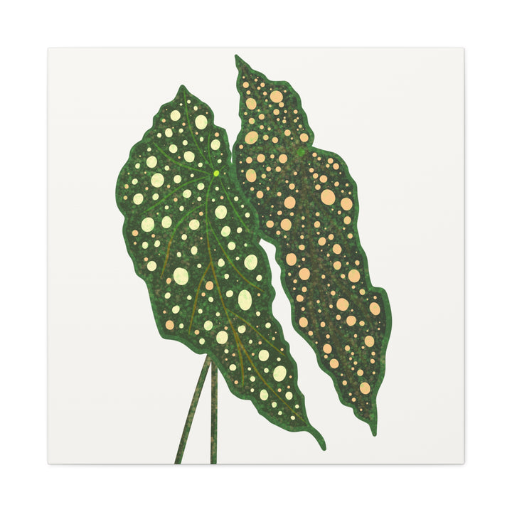Begonia Maculata Canvas Premium Botanical Wall Art Print On Cotton Canvas With Matte Finish For Indoor Decor