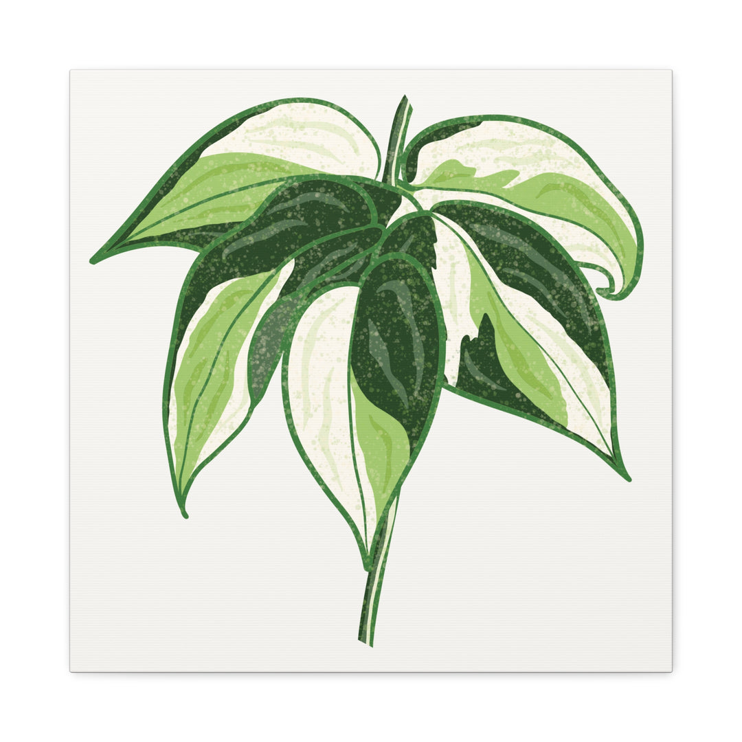 Philodendron Canvas Print Cream Splash Variegated Plant Art On Matte Cotton Canvas For Home Wall Decor
