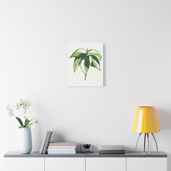 Philodendron Canvas Print Cream Splash Variegated Plant Art On Matte Cotton Canvas For Home Wall Decor