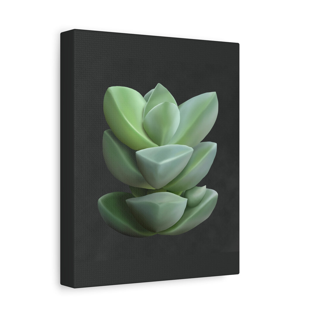 Crassula Canvas Print – Botanical Wall Art