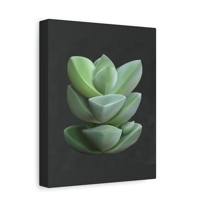 Crassula Canvas Print – Botanical Wall Art