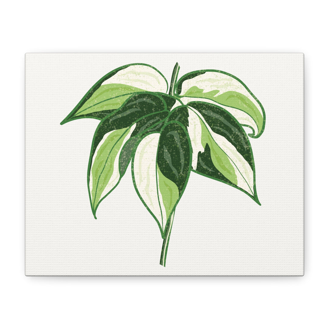 Philodendron Canvas Print Cream Splash Variegated Plant Art On Matte Cotton Canvas For Home Wall Decor