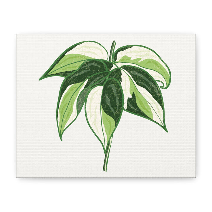 Philodendron Canvas Print Cream Splash Variegated Plant Art On Matte Cotton Canvas For Home Wall Decor