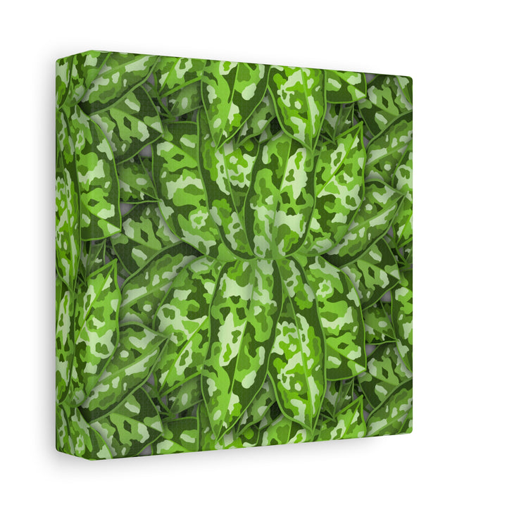 Aglaonema Pictum Canvas Wall Art Rare Plant Print Matte Finish For Modern Home Decor