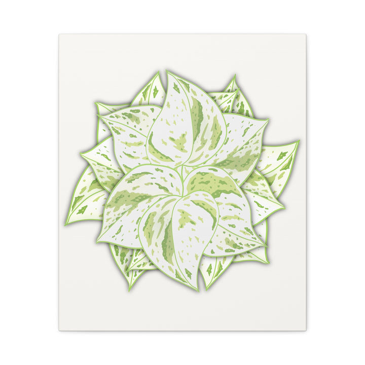 Snow Queen Pothos Canvas Wall Art Variegated Indoor Plant Leaf Poster Print Cotton Canvas