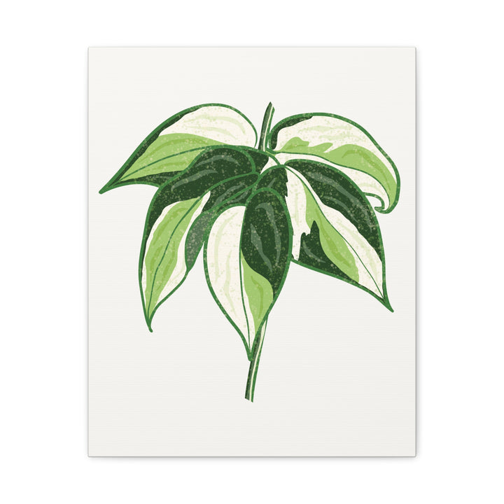 Philodendron Canvas Print Cream Splash Variegated Plant Art On Matte Cotton Canvas For Home Wall Decor