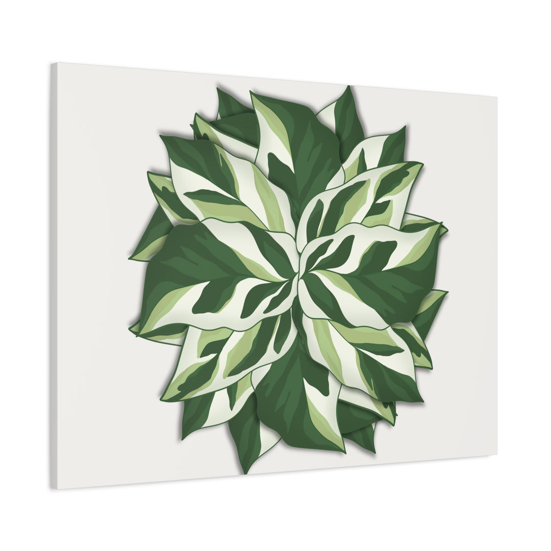 Calathea White Fusion Canvas Botanical Art Print On Stretched Cotton Canvas For Indoor Wall Decor
