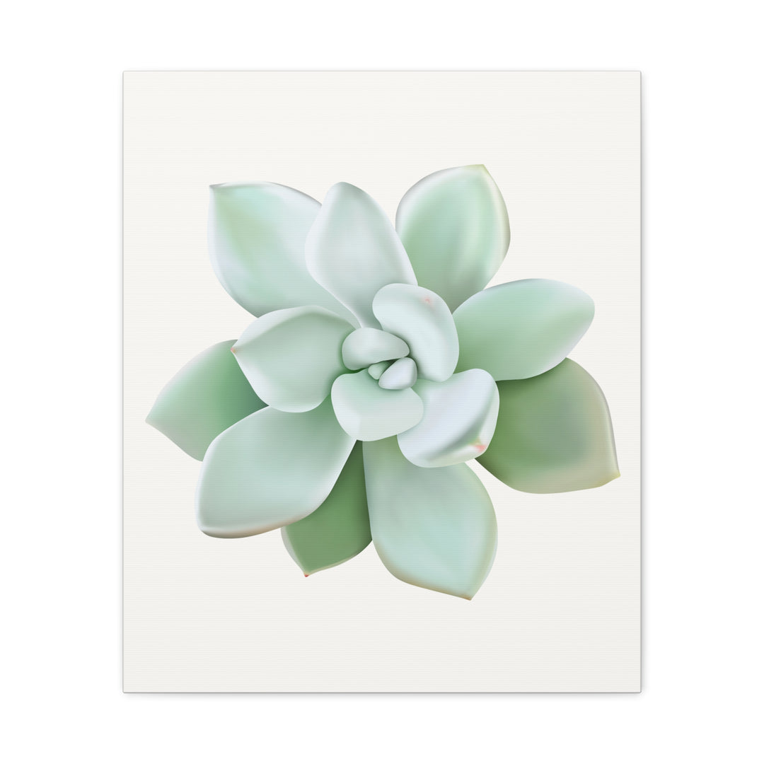 Succulent Canvas Art Pachyveria Haagei Print On Matte Finish Canvas Botanical Wall Decor