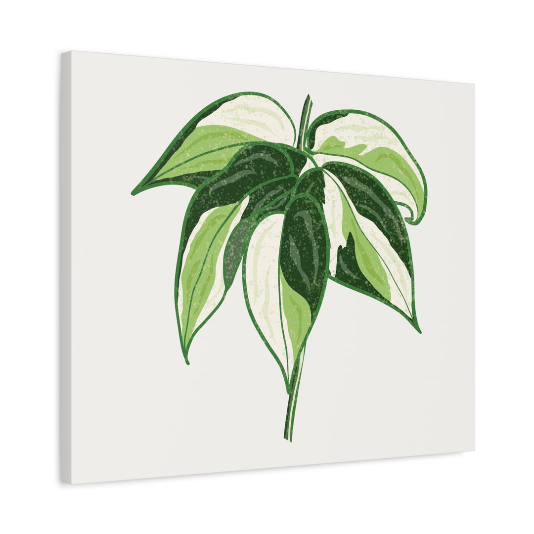 Philodendron Canvas Print Cream Splash Variegated Plant Art On Matte Cotton Canvas For Home Wall Decor