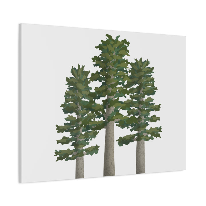 Sitka Spruce Canvas Print – Wall Art