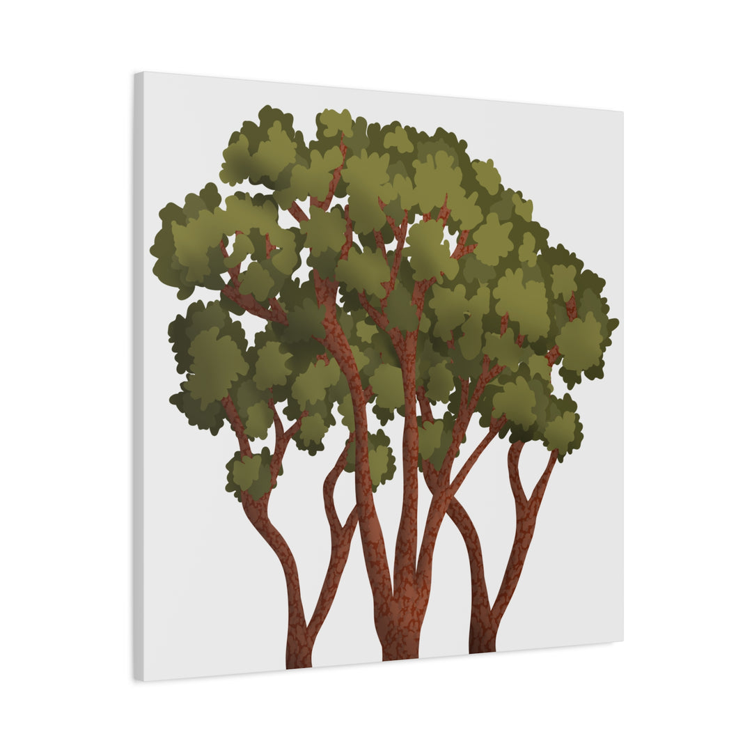 Pacific Madrone Canvas Print – Wall Art