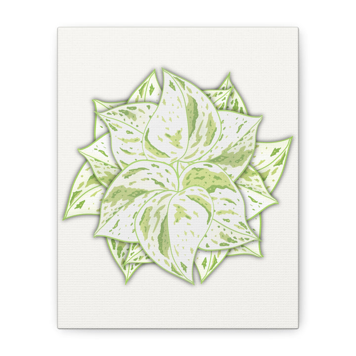 Snow Queen Pothos Canvas Wall Art Variegated Indoor Plant Leaf Poster Print Cotton Canvas