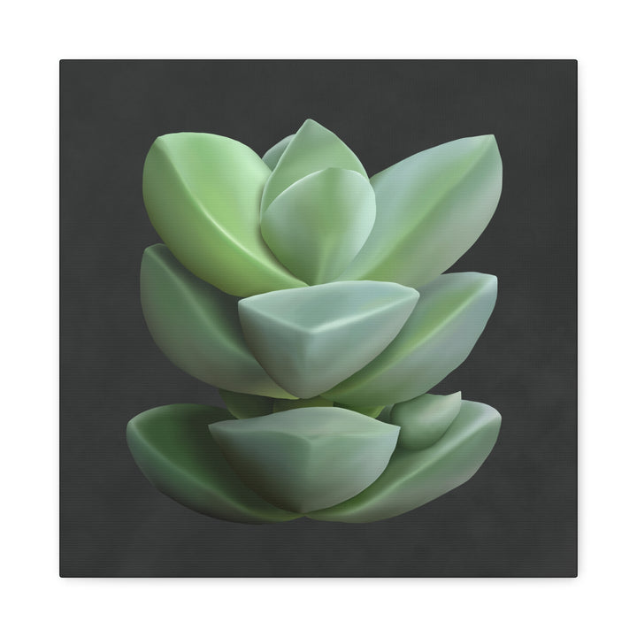 Crassula Canvas Print – Botanical Wall Art