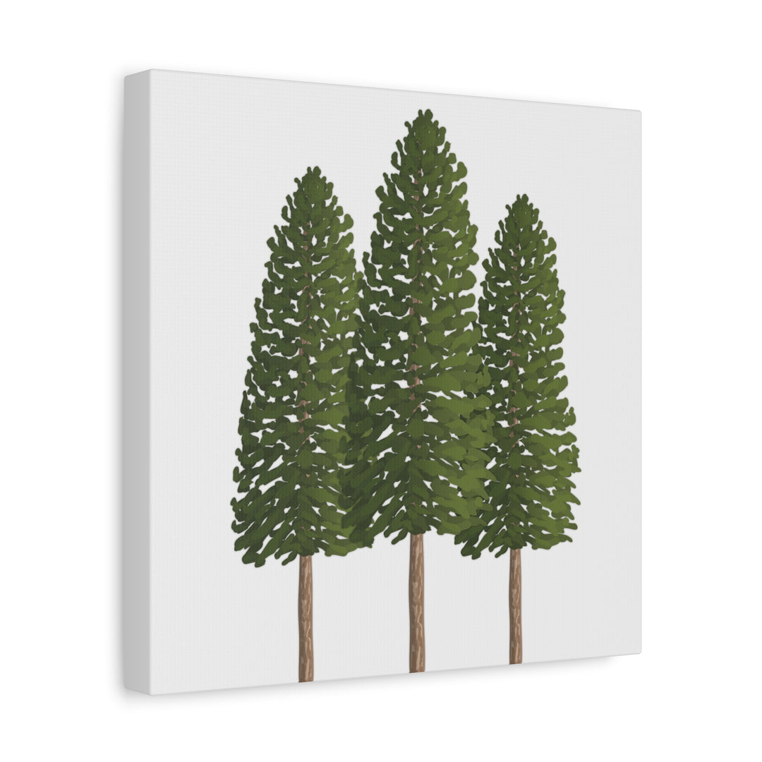 Three Ponderosa Pine Canvas Wall Art Matte Stretched Print Minimalist Forest Landscape Decor
