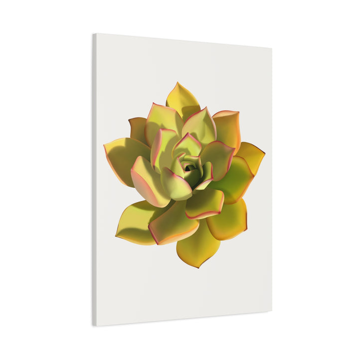 Noble Aeonium Succulent Canvas Wall Art Print for Modern Home Decor by The Potted Pixel