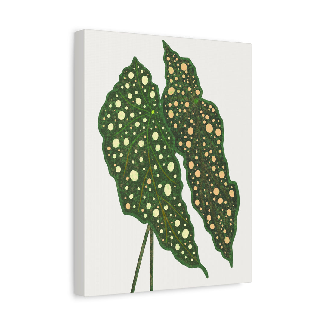 Begonia Maculata Canvas Premium Botanical Wall Art Print On Cotton Canvas With Matte Finish For Indoor Decor