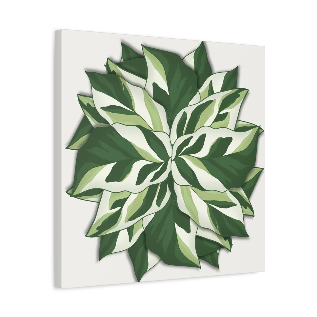 Calathea White Fusion Canvas Botanical Art Print On Stretched Cotton Canvas For Indoor Wall Decor